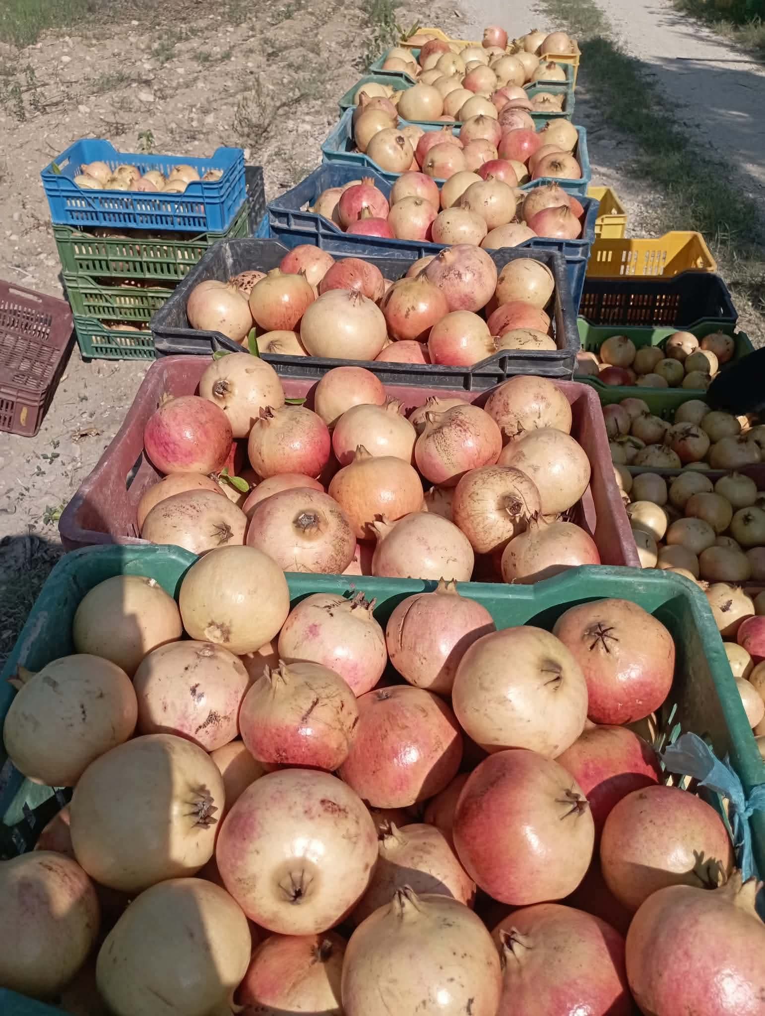Kairouan Persimmon Harvest Begins