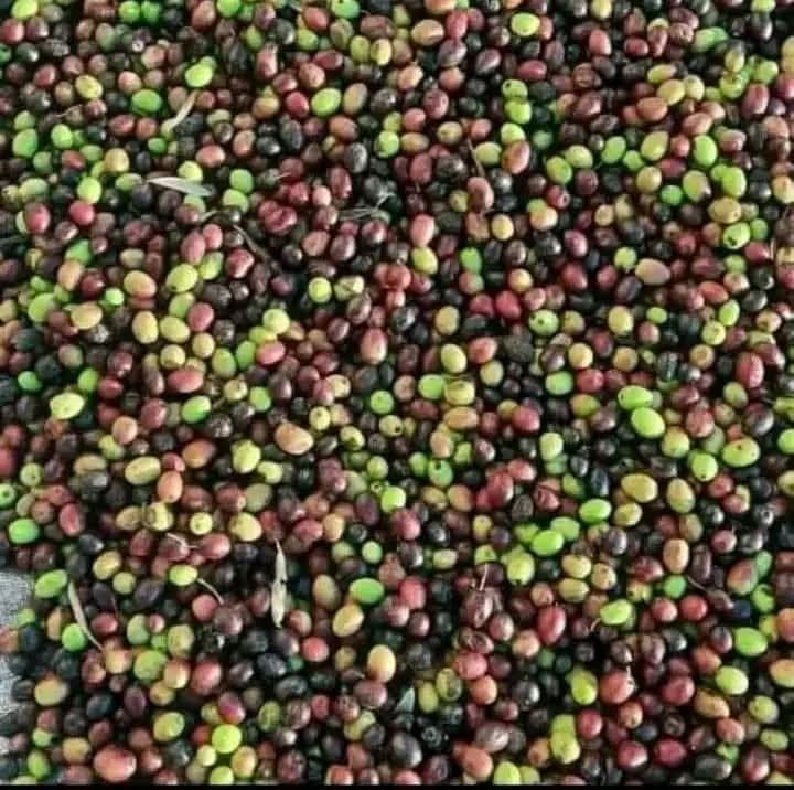 Kairouan olive harvest begins October 26