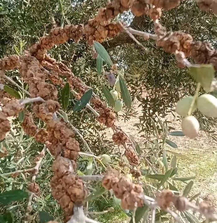 Sousse olive groves safe from disease