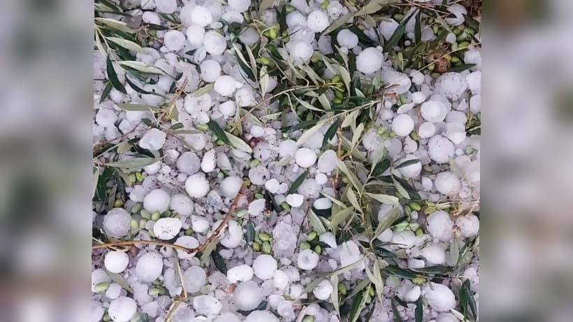 Kasserine Agricultural Union Reports Hail Losses