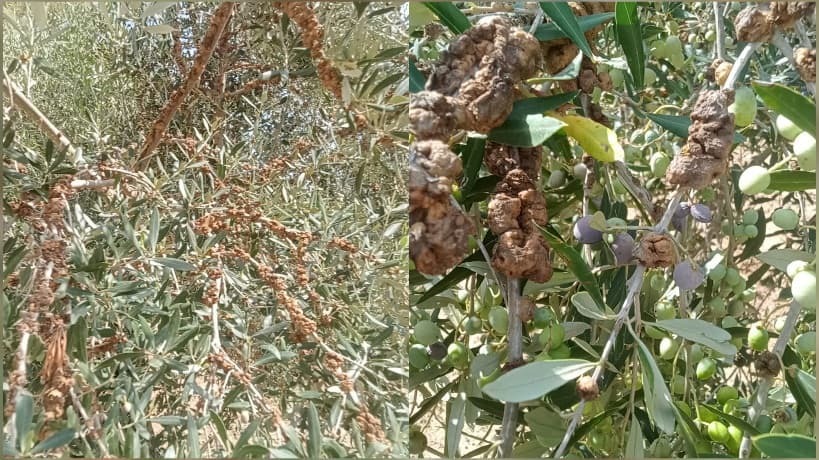 Olive fly impacts farmers experts advise control