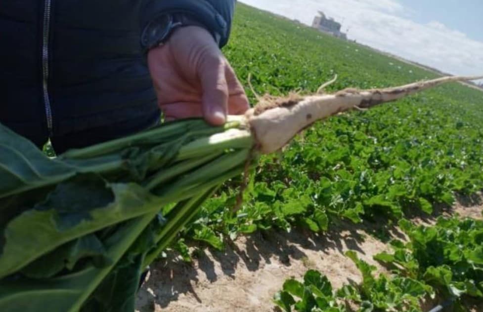 Jendouba Farmers' Payment Delays Limit Sugar Beet Growth