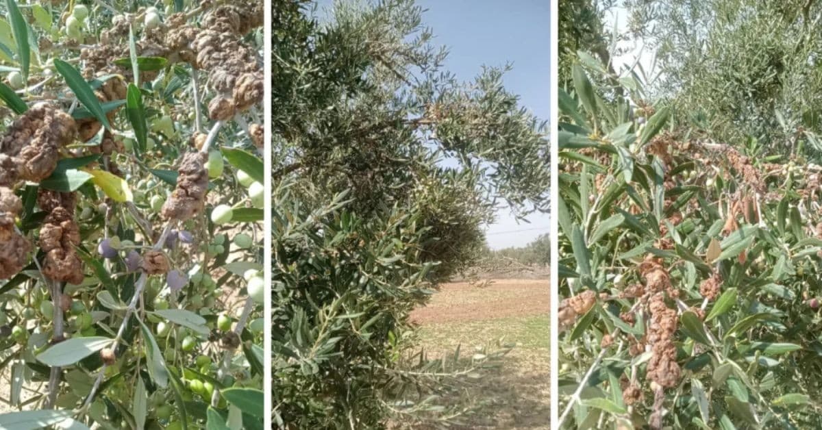 Mahdia Olive Harvest Brings New Hope