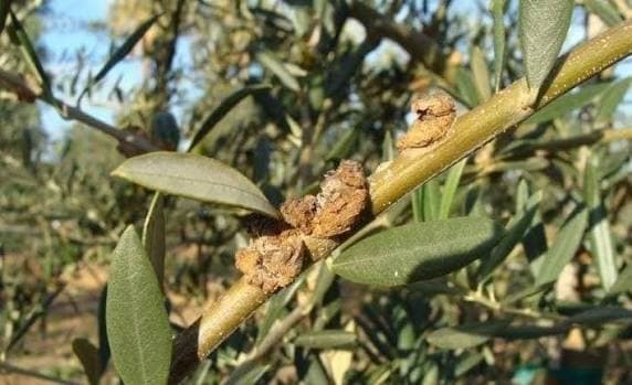 Al-Amira / Sfax hosts pest prevention awareness day