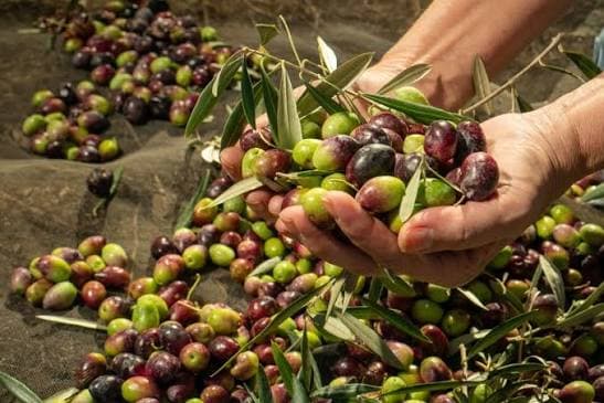 مدنين تبدأ موسم جني الزيتون