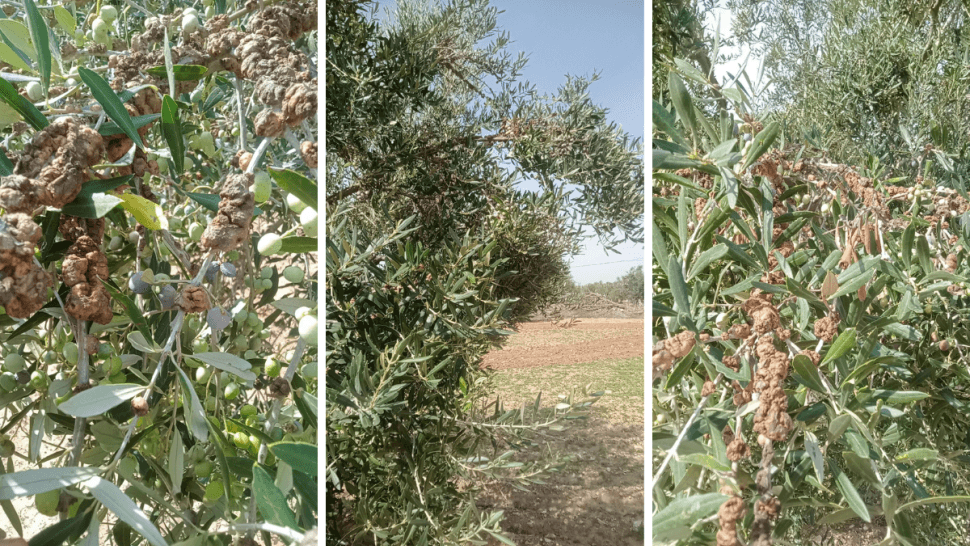 Olive Oil Decline Prompts Action