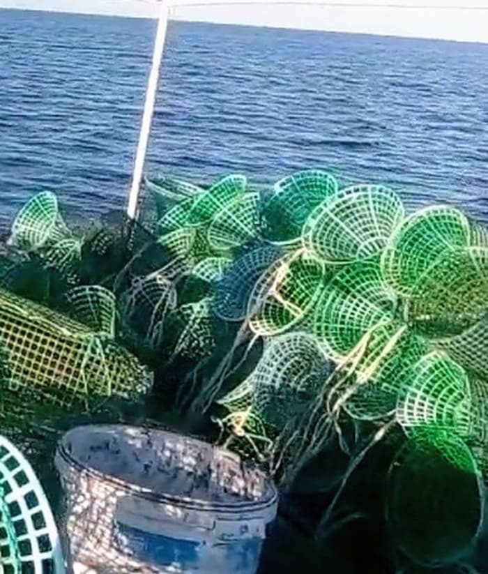 Octopus fishing ban extended to November 15