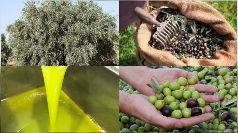 Bouhajla Tops Olive Production with 92,000 Tons