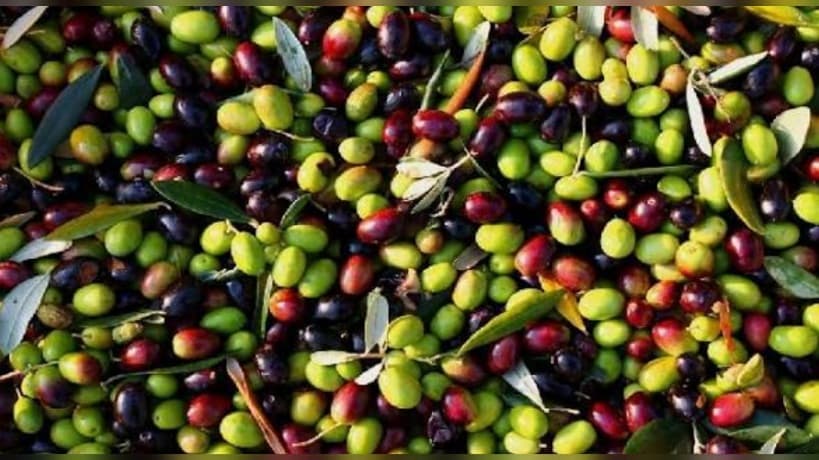 Kasserine Agriculture Union on Hail Damage