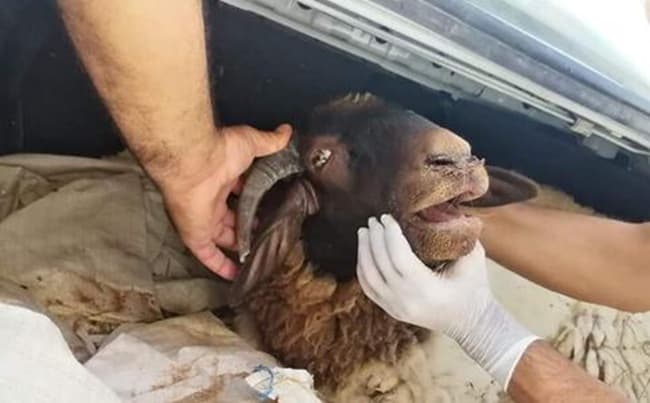 الأزرق يقلق فلاحي نبر