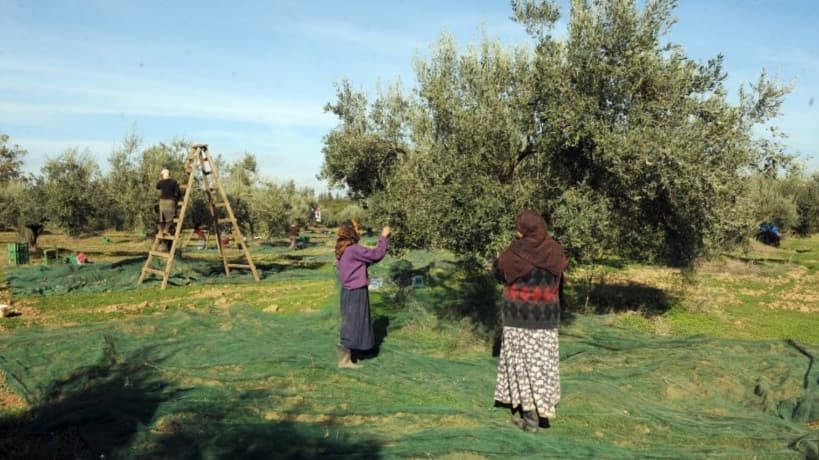توقع 16 ألف طن زيتون