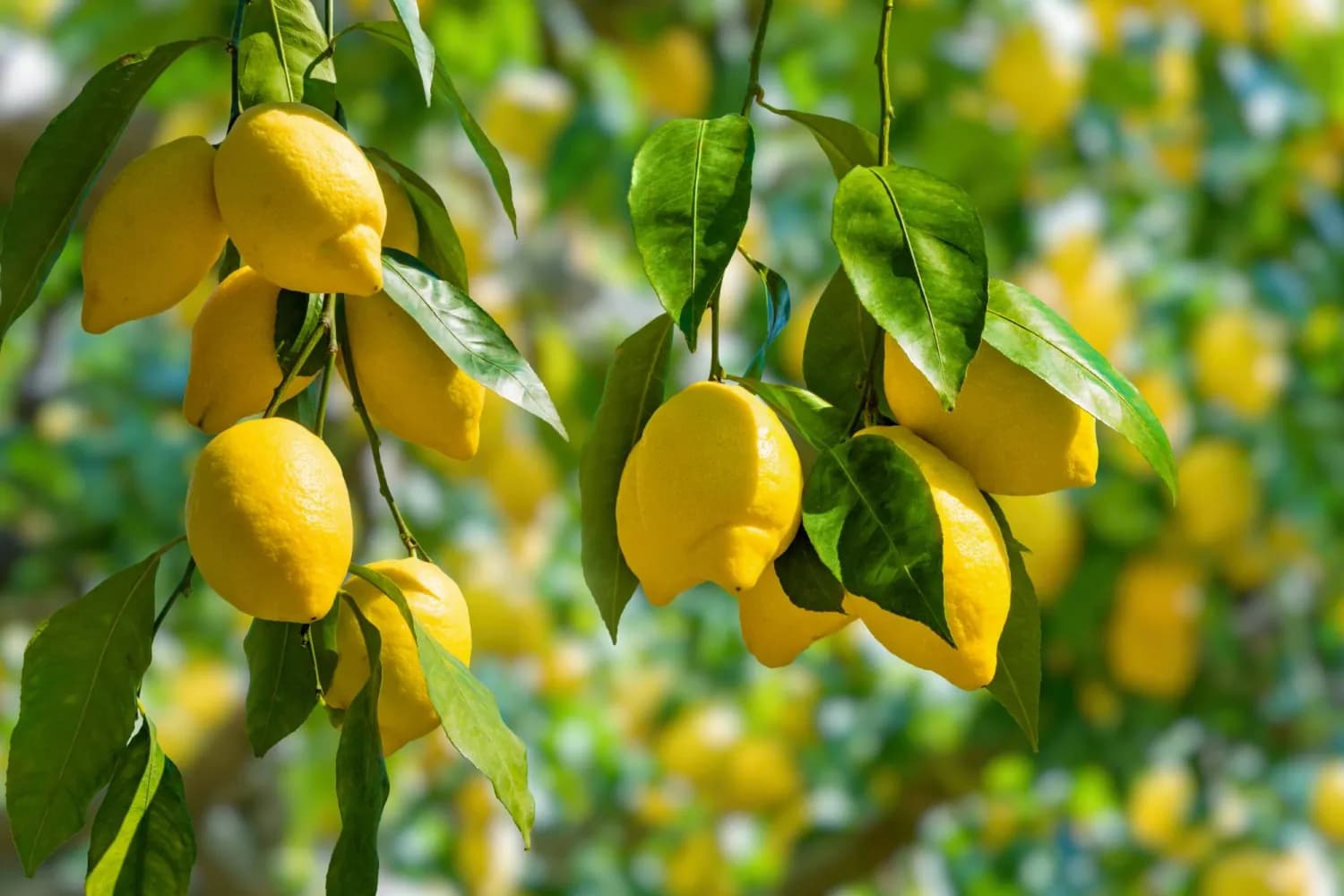Russia leads in Moroccan lemon imports