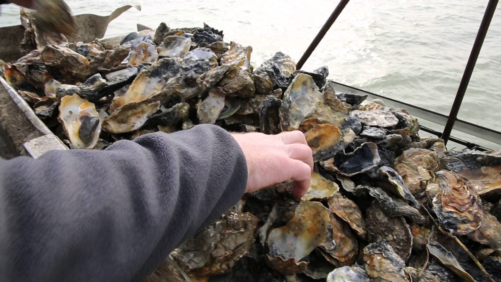 Fisheries Secretary Reopens Dakhla Shellfish