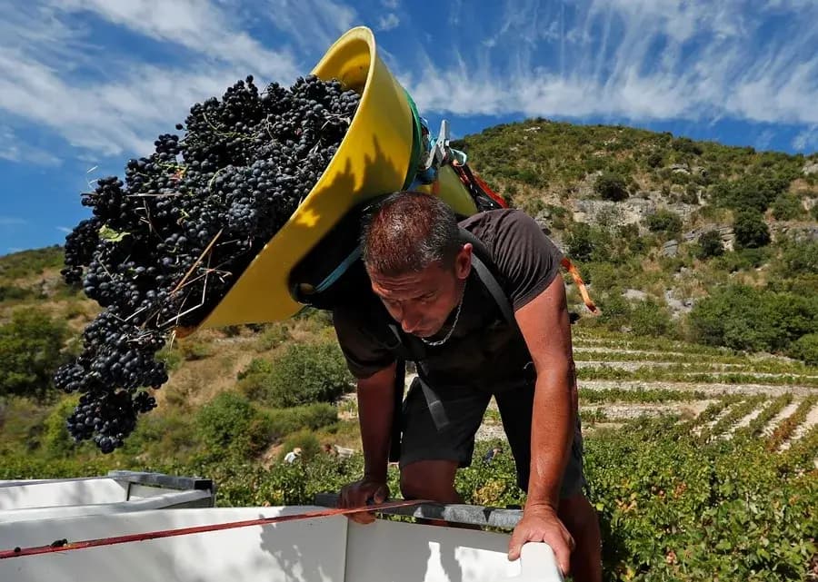 Spanish workers migrate for seasonal grape picking