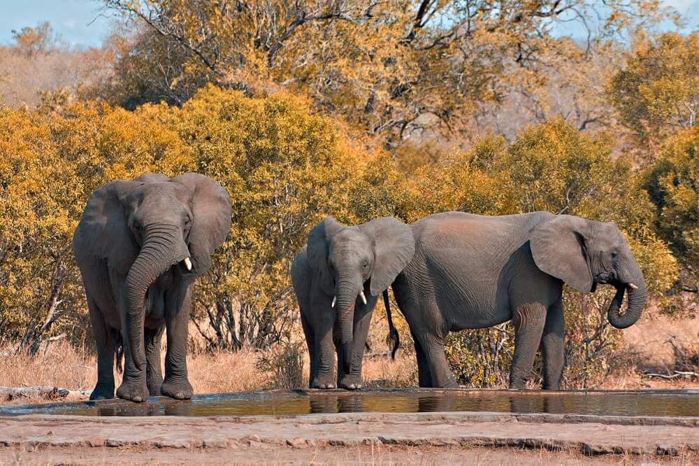 South Africa prolongs elephants' detention