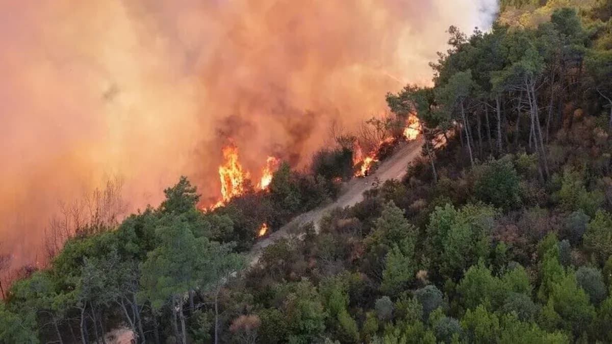 حرائق كبيرة في الجزائر تفضي لإجلاء العائلات