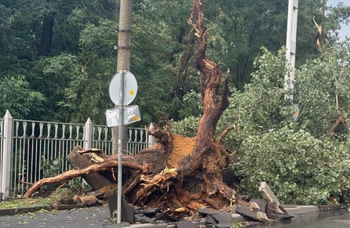 Global highlights: multiple disaster reports