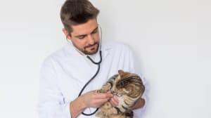 Veterinarians open Mercy doors