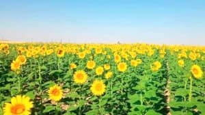 Tipaza sunflower fields expanding