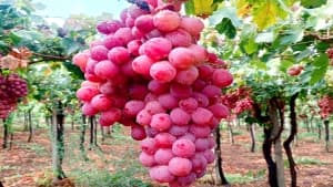 Boumerdes Produces 3.3 Million Quintals of Grapes