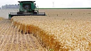Evening: 74000 hectares for planting