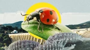 Evening — Battle Against Crimson Pest