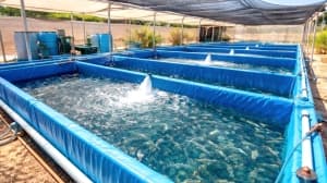Tipaza Becomes Blue Economy Hub
