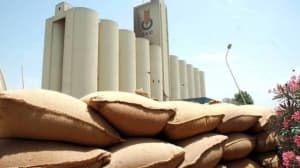 Evening – 3.5 million quintals of seeds prepared