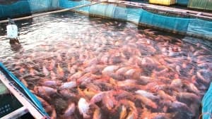 Evening: New Fish Cages and Sales Sites
