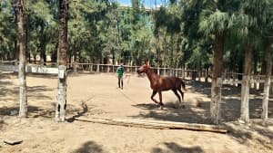 Passion for Horses in Sahl Metijah Focused on Preserving Authentic Arabian Breeds