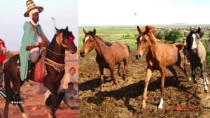 الشباب يجدون شغفهم بتربية الخيول