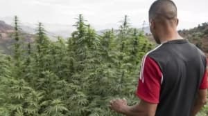 Morocco's Cannabis Production Challenges Regional Security
