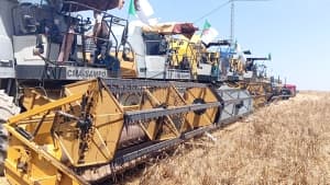 المساء: جهود لجمع 2.5 مليون قنطار من الحبوب في قسنطينة