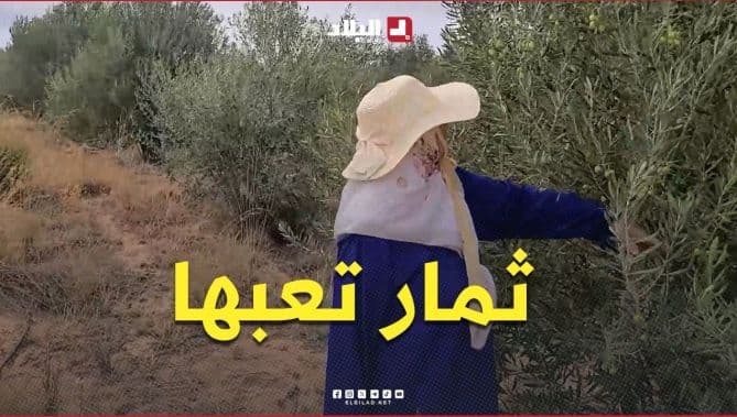 الحاجة فاطمة تواصل العمل وتنتظر ثمرة تعبها