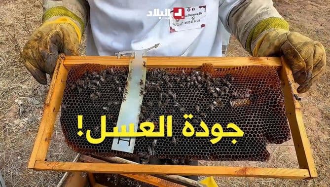 Mrs. Ghanya Reveals Bees and Honey Insights