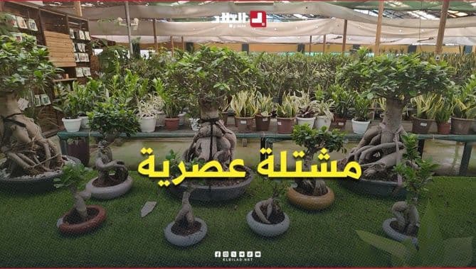 Al-Balad Displays Modern Nursery Standards