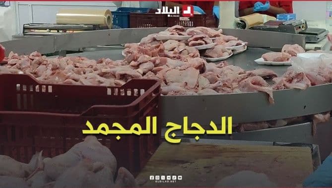 بداية تسويق كميات كبيرة من الدجاج المجمد بسعر 350 دينارا