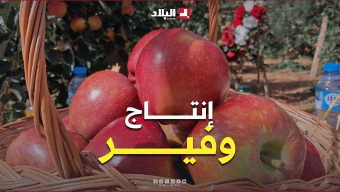 باتنة تبدأ جني التفاح بتوقعات جيدة