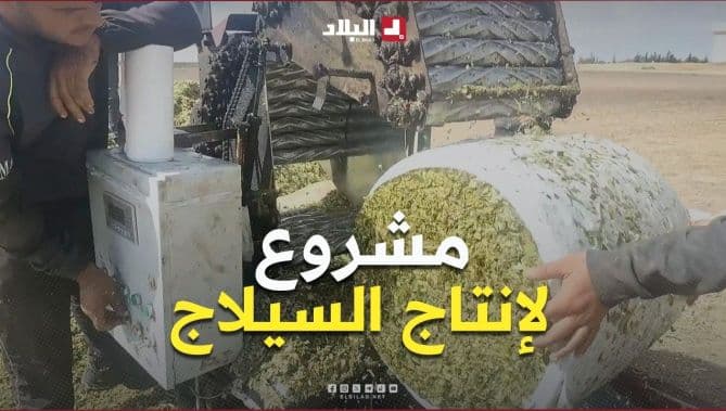 Silage Production in Khenchela Shows Promise