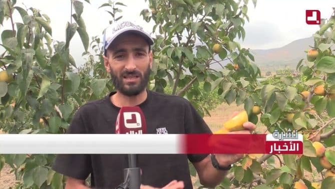 فلاح يحقق نجاحا من زراعة البلاكمين