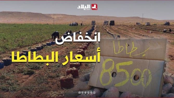 انخفاض أسعار البطاطا بعد الحصاد