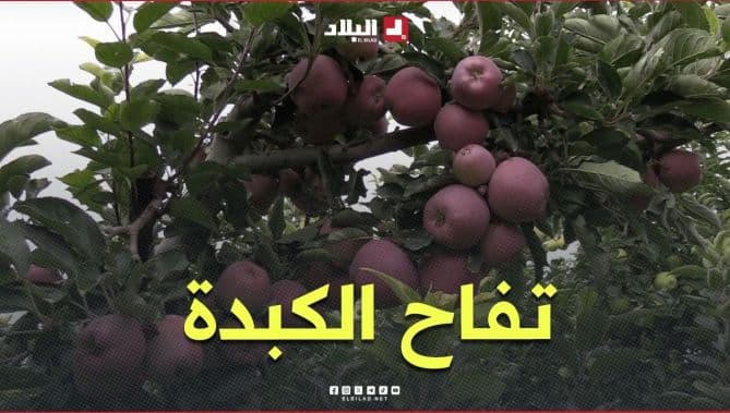موسم جني تفاح الكبدة في باتنة