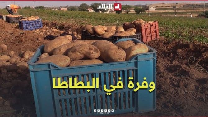 انتاج البطاطا يعزز السوق الوطنية