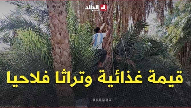 خنشلة: المنقر البلح المحلي قيمته الغذائية