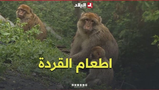 Video shows visitor's bite threatens macaques and environment