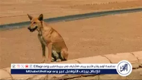 رئيس الوزراء يراجع إجراءات الكلاب الضالة