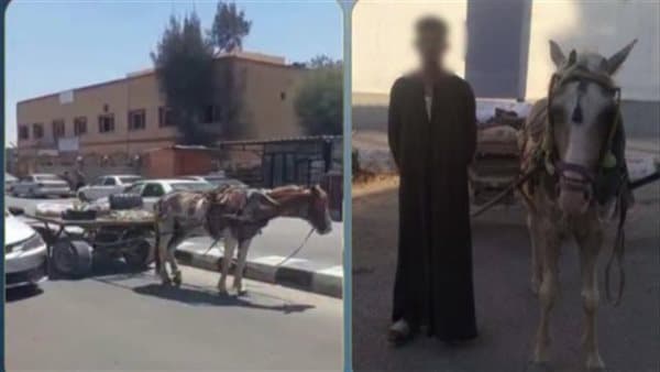 فيديو «الكارو» يعطل المرور أمام مستشفى.. الداخلية تضبط السائق وتحول الدابة للرعاية البيطرية