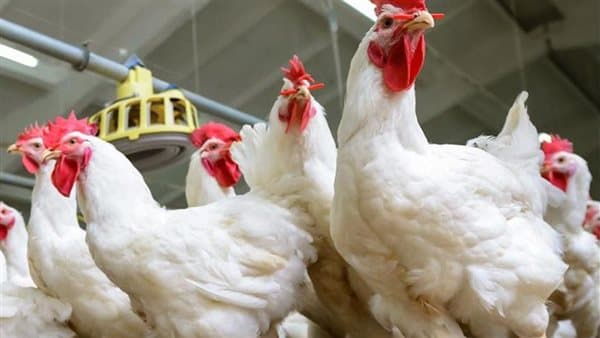 Poultry prices in markets today