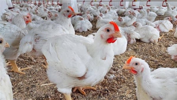 أسعار الدواجن اليوم الثلاثاء