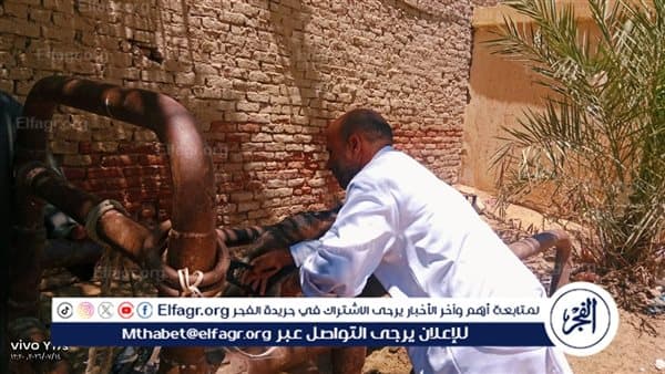 Fayoum Vet Vaccinates Livestock